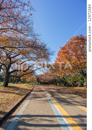 秋天的駒澤公園 12972884