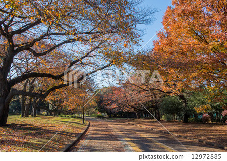 秋天的駒澤公園 12972885