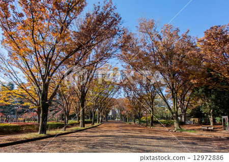 秋天的駒澤公園，東京，日本 12972886