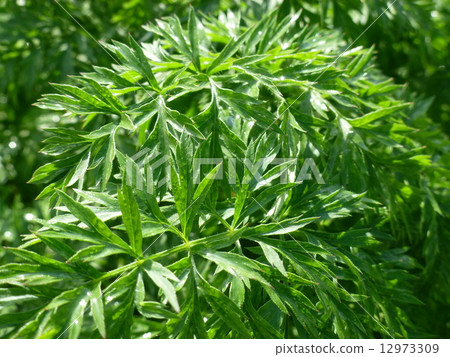 植物 植物學 植物的 12973309