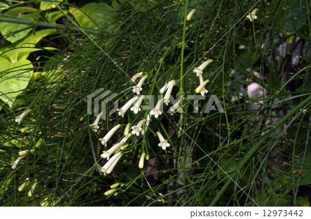 Hana herring 12973442