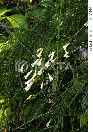 Hana herring 12973443