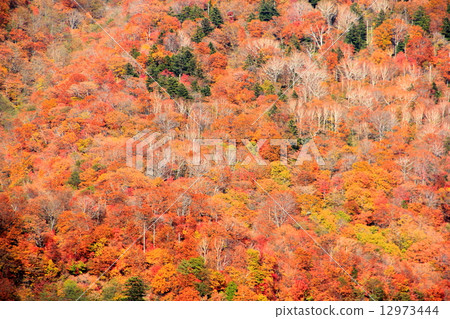 秋天的樹林 12973444