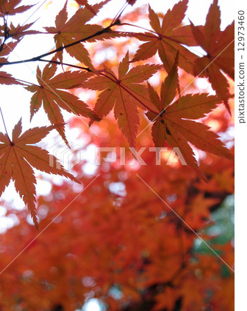 Autumn leaves (Shonai Green Park) 12973460