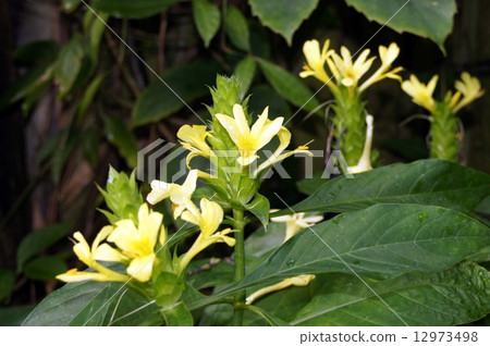 Balleria Mikousans Balleria Mikousans 12973498