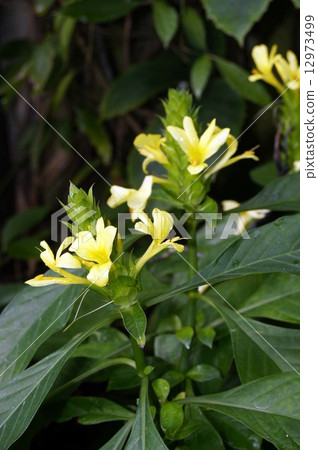Balleria Mikousans 12973499