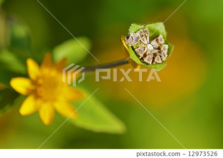 Melanpodium Melanpodium 12973526