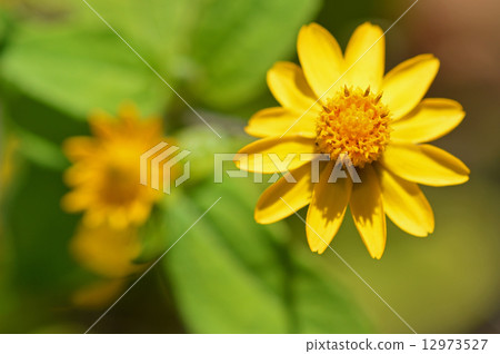 Meranpojiumu 12973527