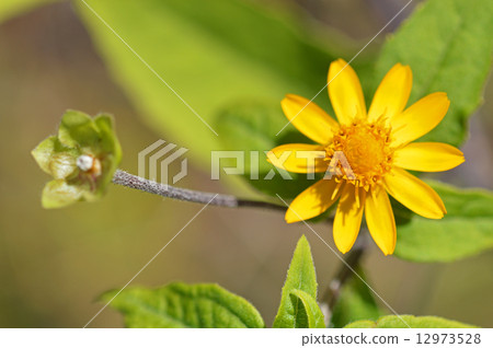 Meranpojiumu Meranpojiumu 12973528