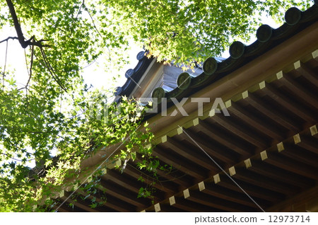 Tree · Temple roof (Mt. Takao, Yakushi temple of Yakushi temple / Takao-cho, Hachioji, Tokyo) 12973714