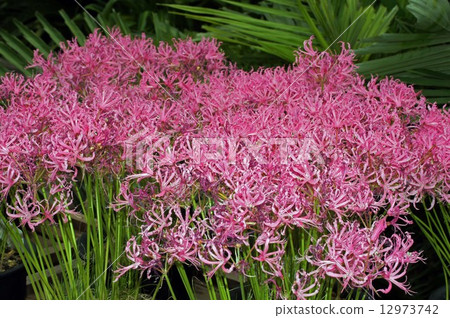 Nerine Philipporia 12973742