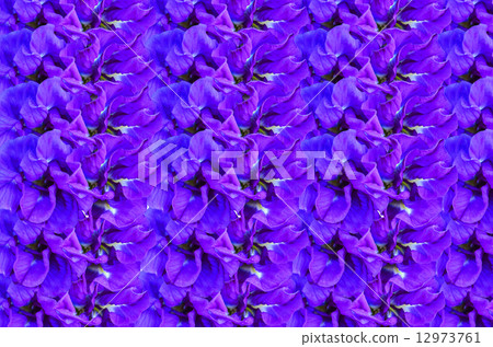 Butterfly Pea Flower 12973761
