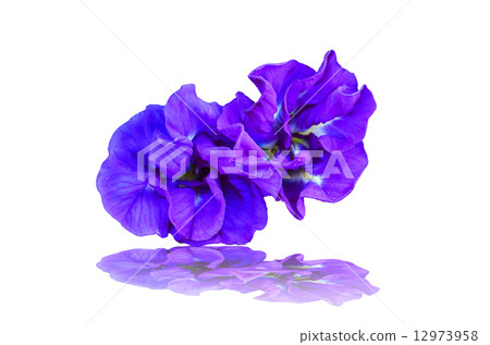 Butterfly Pea Flower 12973958