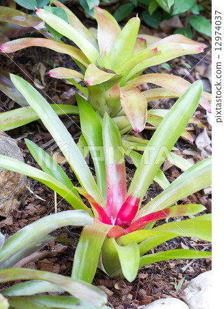 Bromeliad plant. 12974037