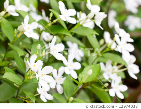 Wringhtia antidysenterica R.Br. Wringhtia antidysenterica R.Br. 12974038