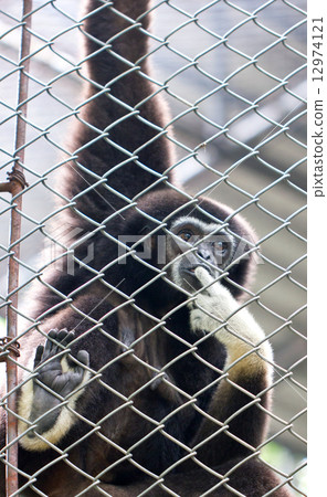 Pileated gibbon male through the baluster.  12974121