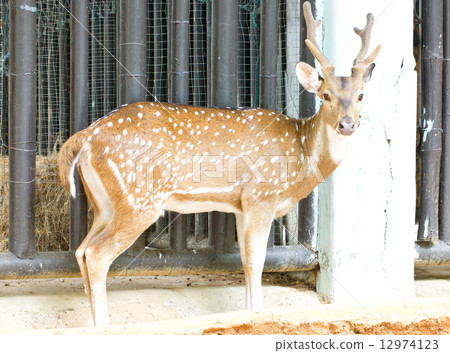 Chital, Cheetal, Spotted deer or Axis deer in the zoo. 12974123