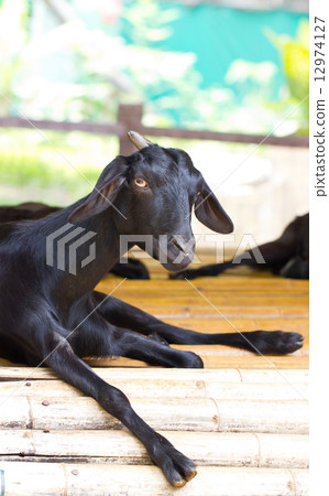 Closeup portrait of a goat. Closeup portrait of a goat. 12974127