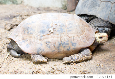Elongated tortoise turtle (Scientific Name 12974131
