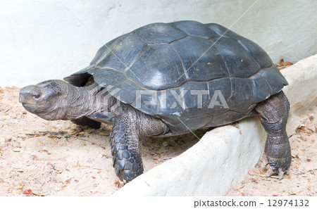 Asian Giant Tortoise. 12974132