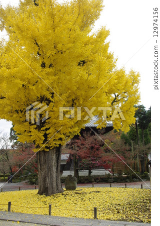 Great gingko of an old temple and a yellow carpet 12974156