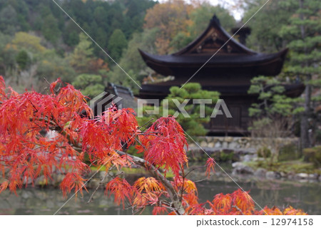Autumn leaves of the temple garden 12974158