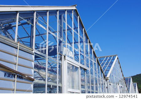 Greenhouse of green tea Greenhouse of green tea 12974541