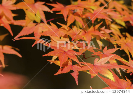 秋天的樹葉 秋天的樹葉 12974544