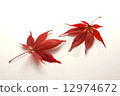 Maple  12974672
