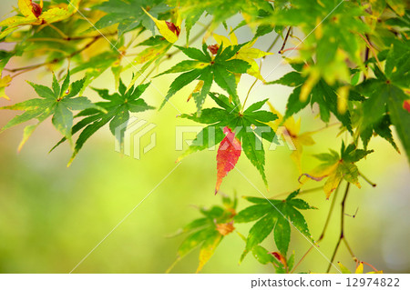 Beautiful reddening japanese maple 12974822