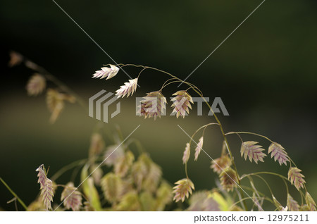 Apothecary Apothecary 12975211