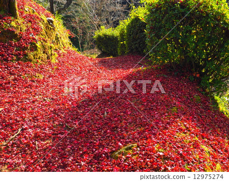 Red Carpet Red Carpet 12975274