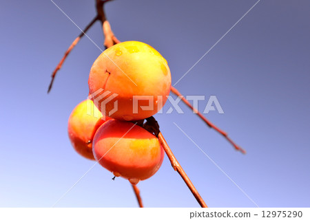 persimmon persimmon 12975290