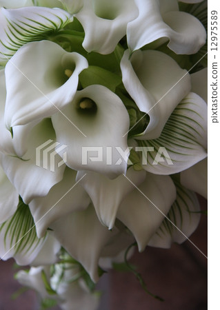顏色和蘭花 顏色和蘭花 12975589