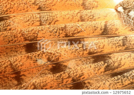 Men owl's feather up 12975652