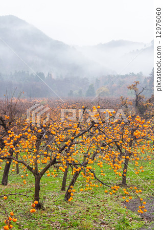 Aizu's persimmon field 1 Aizu's persimmon field 1 12976060