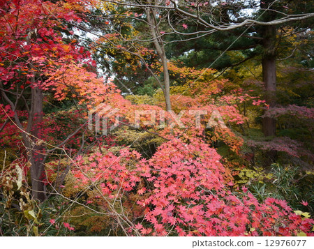 秋葉（高尾山）的秋葉 12976077