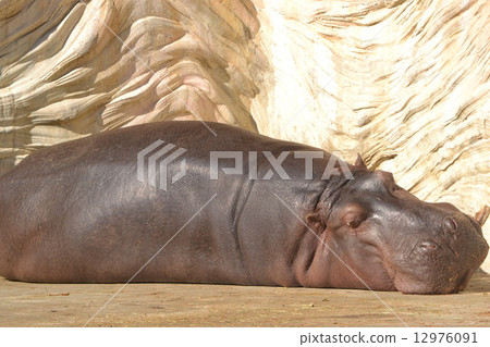 Hippopotamus 12976091