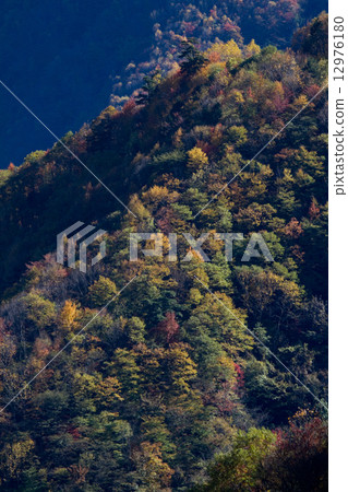 Autumn leaves 12976180