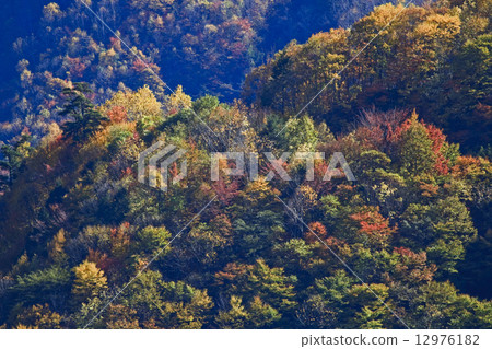 Autumn leaves Autumn leaves 12976182