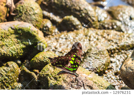 Beautiful Butterfly on ground 12976231