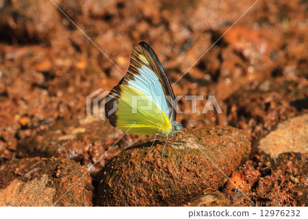 Beautiful Butterfly on ground 12976232