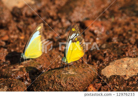 Beautiful Butterfly on ground 12976233