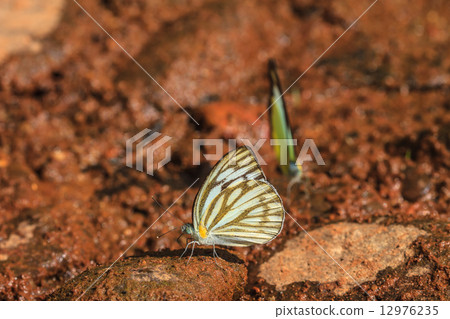 Beautiful Butterfly on ground 12976235