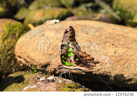 Beautiful Butterfly on ground 12976236
