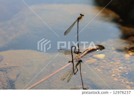 damselfly in forest 12976237