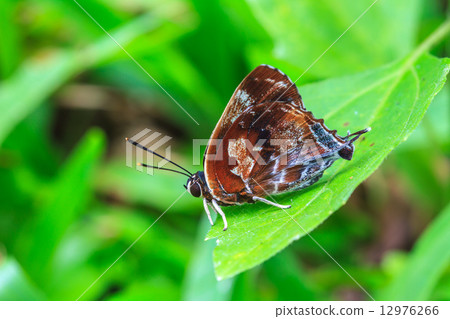 Beautiful Butterfly on ground 12976266