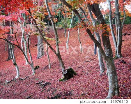 [伊豆]修善寺的楓樹林[秋天] 12976340