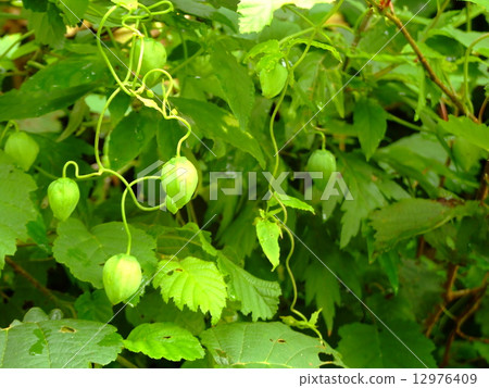 Bud of thurunindine 12976409