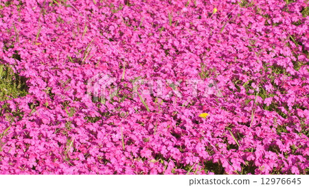 16: 9 pink shibazakura 12976645